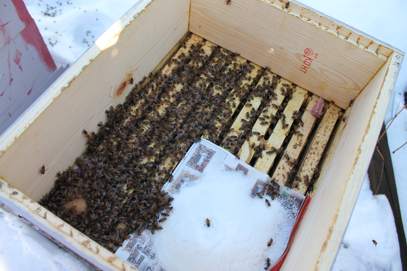 Winter Inspection